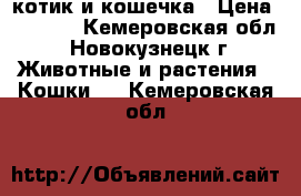 котик и кошечка › Цена ­ 3 000 - Кемеровская обл., Новокузнецк г. Животные и растения » Кошки   . Кемеровская обл.